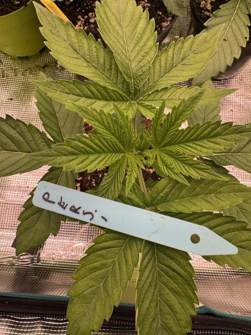 Lemon Tree x Banana Krumble. Week 2