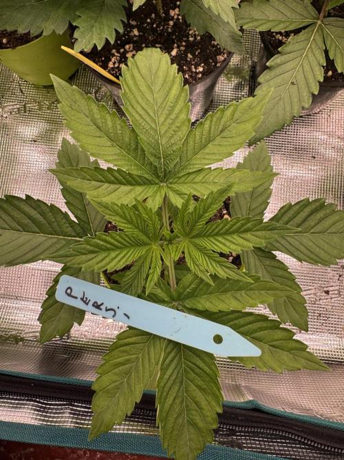 Lemon Tree x Banana Krumble. Week 2