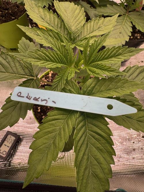 Lemon Tree x Banana Krumble. Week 2