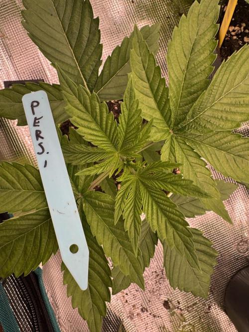 Lemon Tree x Banana Krumble. Week 2