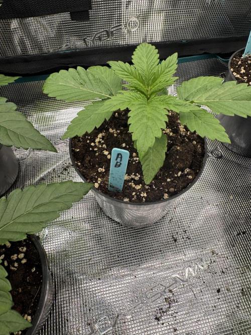 Tropical duo 🏝️. Week 2