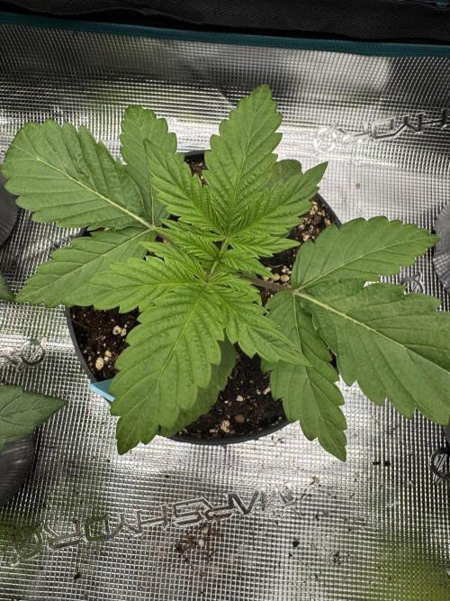 Tropical duo 🏝️. Week 2