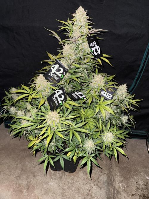 Taste the rainbow 👻. Week 10