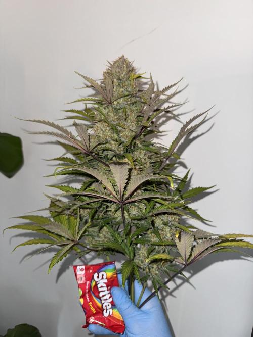 Taste the rainbow 👻. Week 10