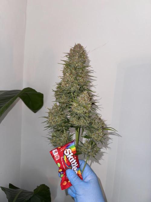 Taste the rainbow 👻. Week 10