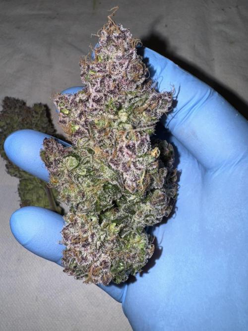 Berry ZenzZzation. Week 11