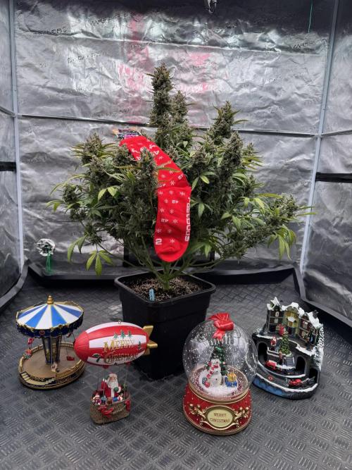 Getting ☃️ with the boys. Week 11