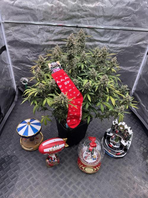 Getting ☃️ with the boys. Week 11