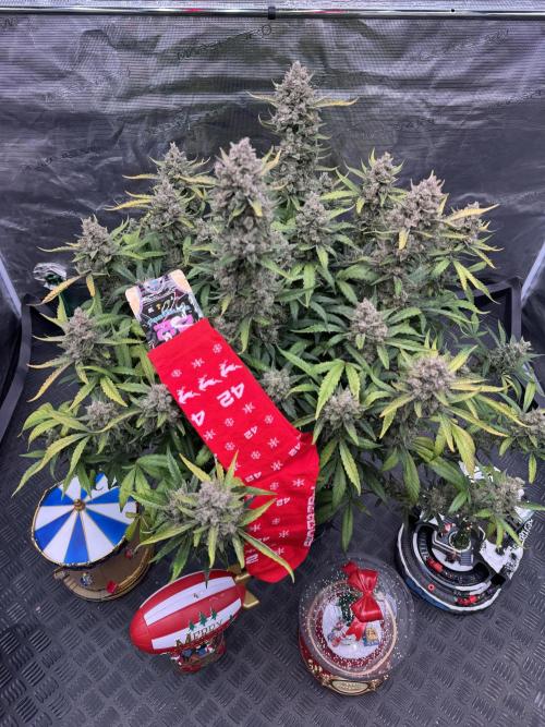 Getting ☃️ with the boys. Week 11