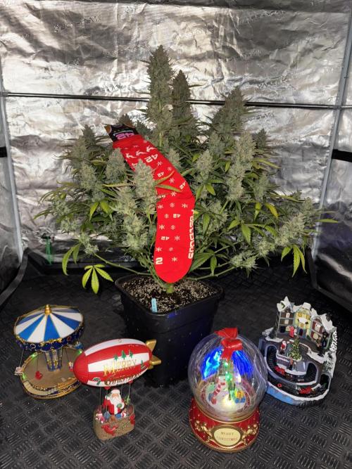 Getting ☃️ with the boys. Week 11