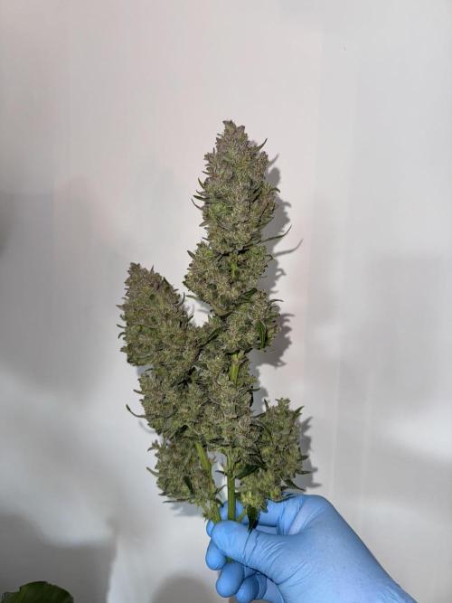 Getting ☃️ with the boys. Week 11