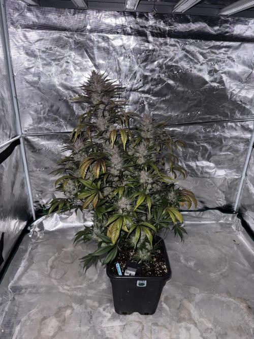 Getting ☃️ with the boys. Week 11