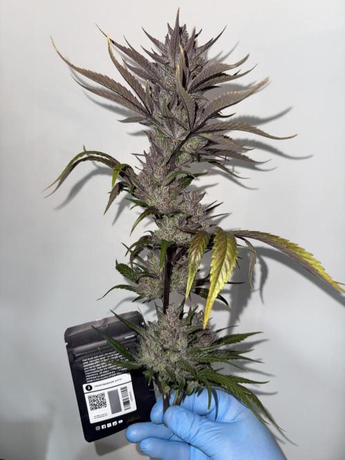 Getting ☃️ with the boys. Week 11