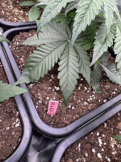 Doughnut Time 🍩. Week 3