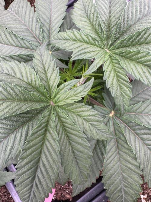 Doughnut Time 🍩. Week 3