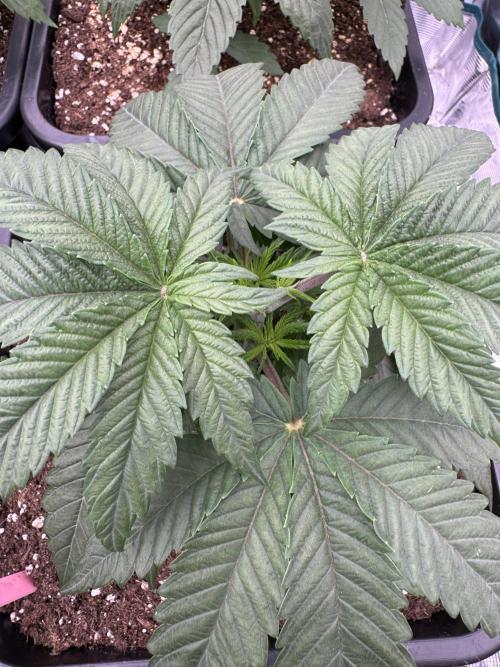 Doughnut Time 🍩. Week 3