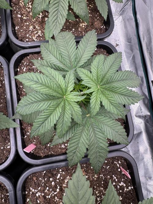 Doughnut Time 🍩. Week 3