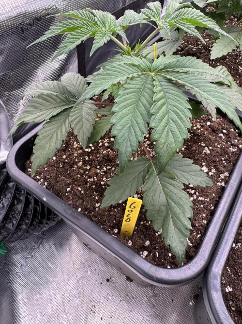 Golden sands 🏜️. Week 3