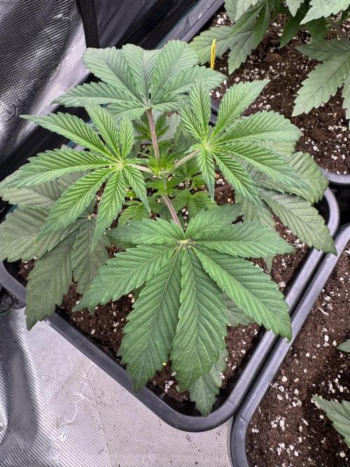 Golden sands 🏜️. Week 3