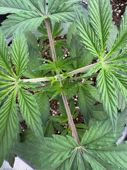 Golden sands 🏜️. Week 3