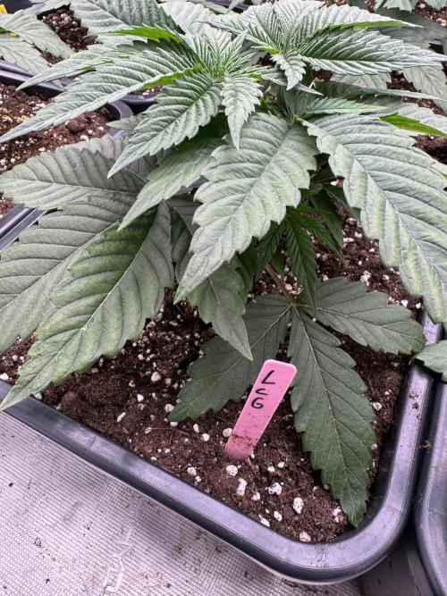 Da Valiotoro 🍦. Week 3