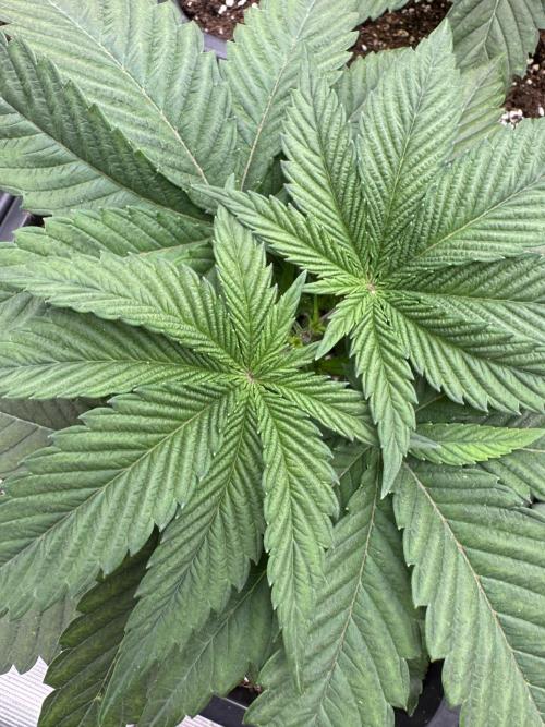 Da Valiotoro 🍦. Week 3