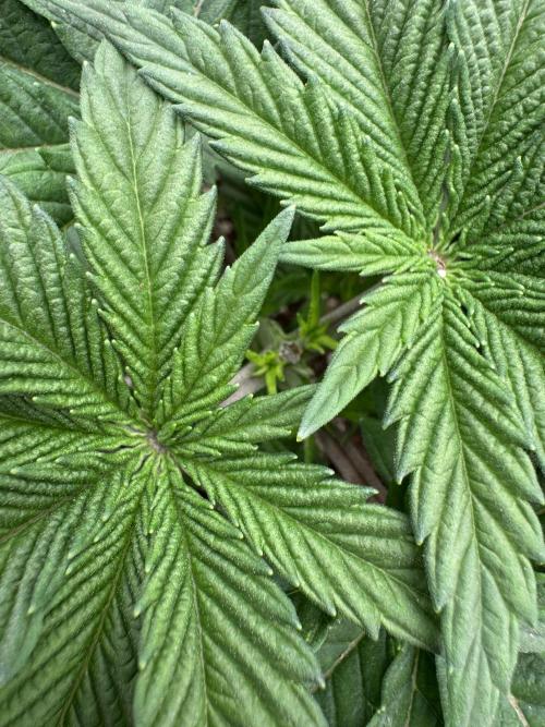 Da Valiotoro 🍦. Week 3