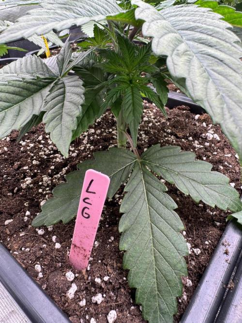 Da Valiotoro 🍦. Week 3