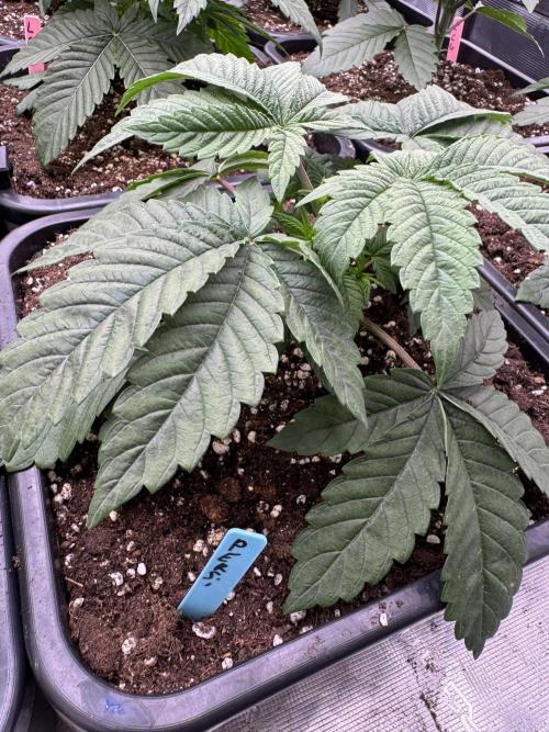 Lemon Tree x Banana Krumble. Week 3