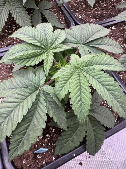 Lemon Tree x Banana Krumble. Week 3