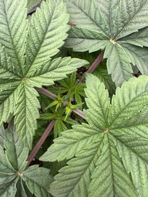 Lemon Tree x Banana Krumble. Week 3