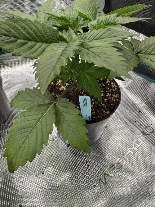 Tropical duo 🏝️. Week 3