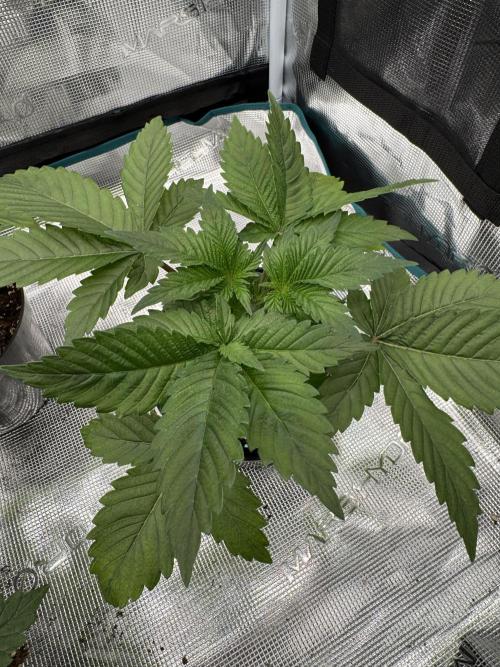 Tropical duo 🏝️. Week 3