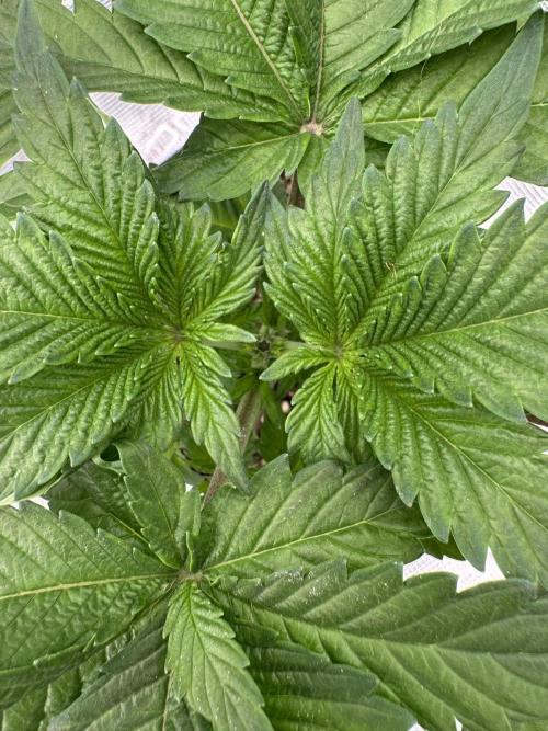 Tropical duo 🏝️. Week 3