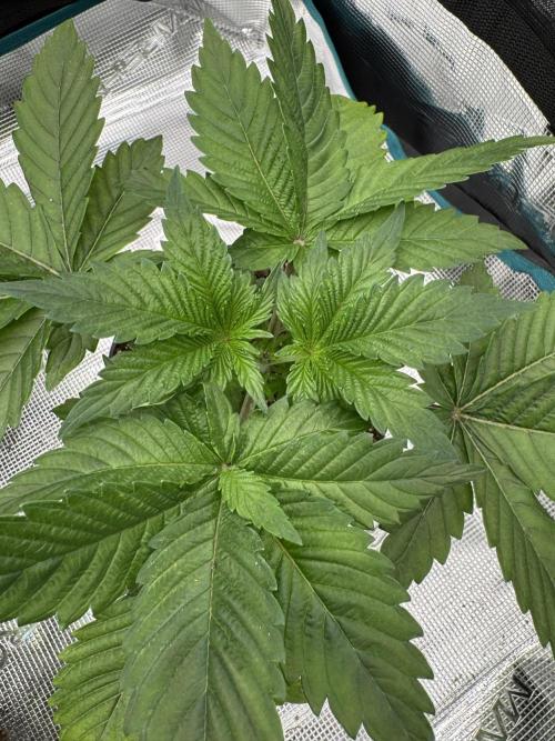 Tropical duo 🏝️. Week 3