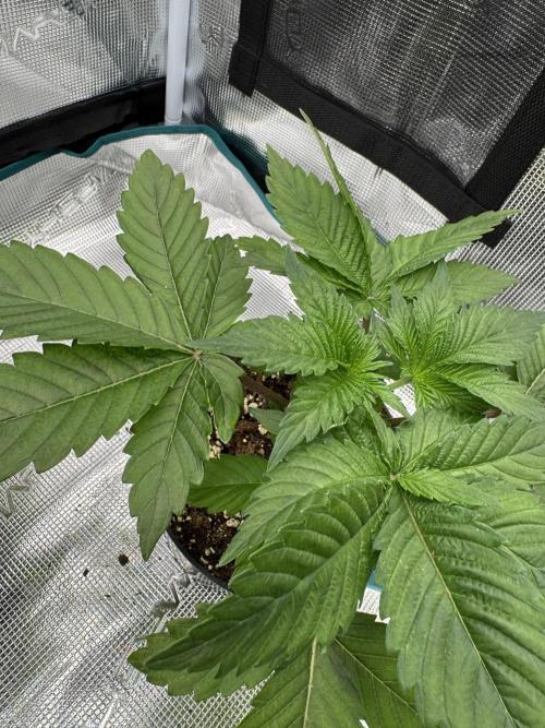 Tropical duo 🏝️. Week 3