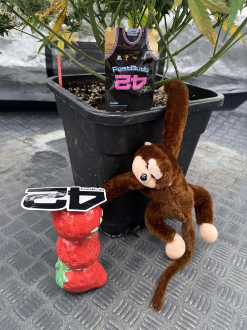 Strawberry Jungle. Week 11