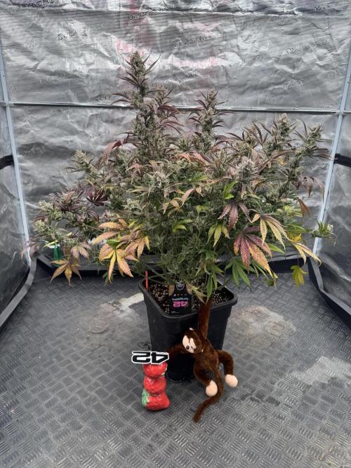 Strawberry Jungle. Week 11