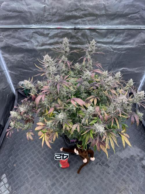 Strawberry Jungle. Week 11