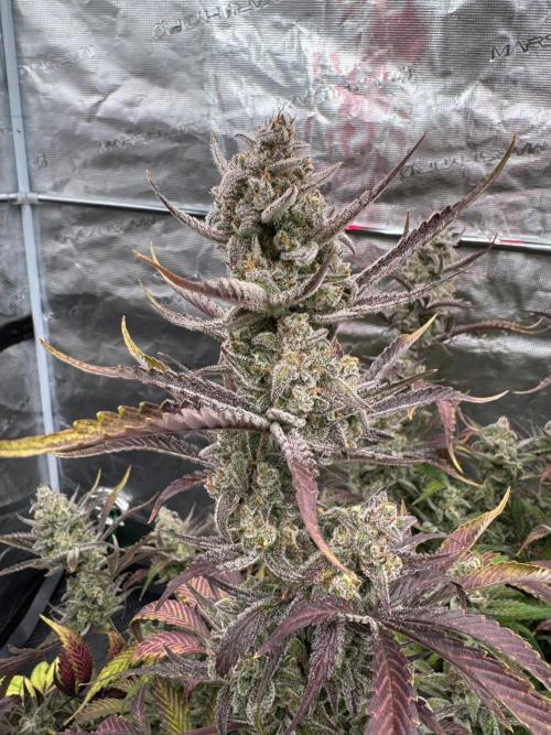 Strawberry Jungle. Week 11