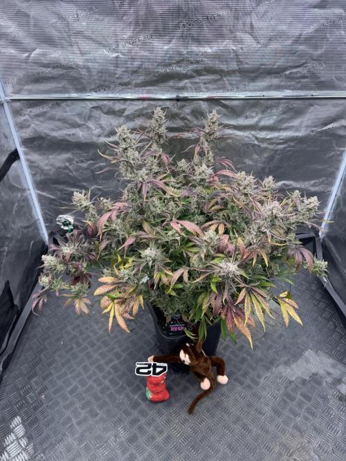 Strawberry Jungle. Week 11