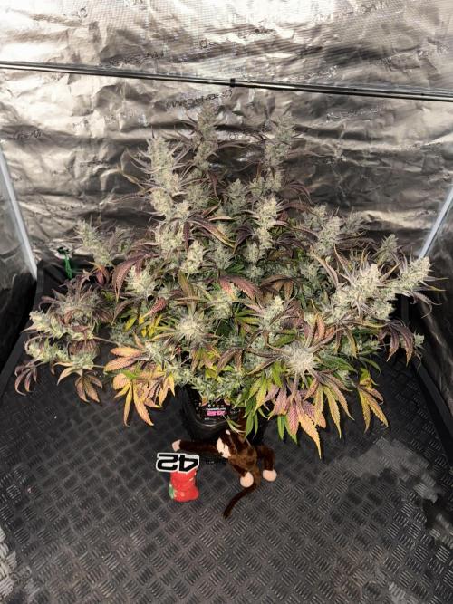 Strawberry Jungle. Week 11