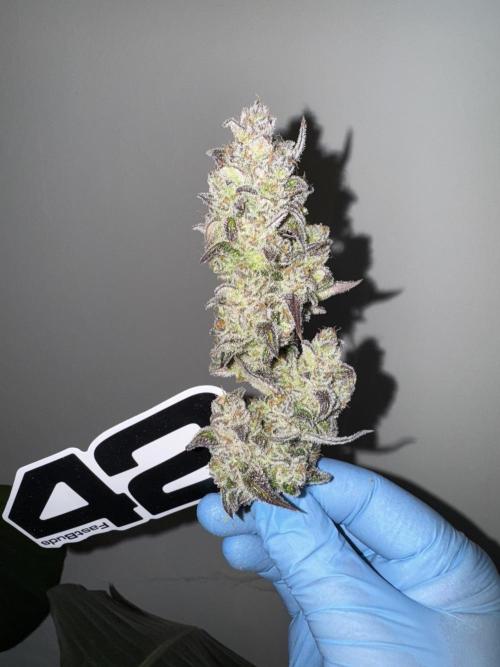 Strawberry Jungle. Week 11