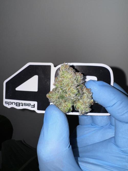 Strawberry Jungle. Week 11