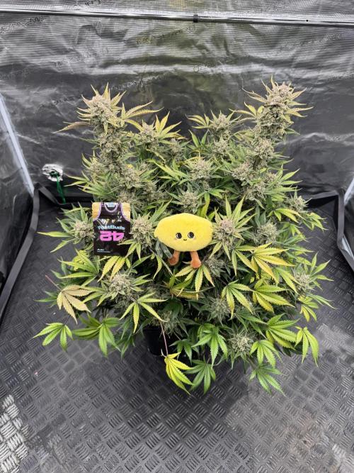 7 up 🍋‍. Week 11