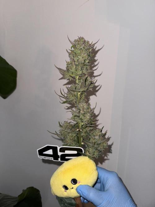 7 up 🍋‍. Week 11