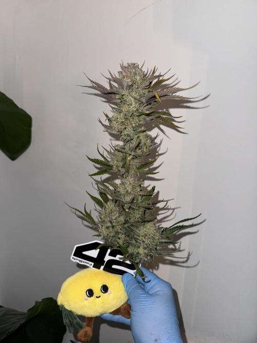 7 up 🍋‍. Week 11