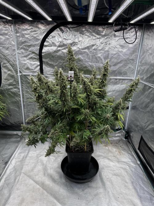 In a Galaxy far…🛸. Week 12