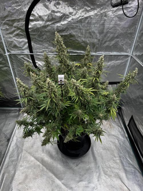 In a Galaxy far…🛸. Week 12