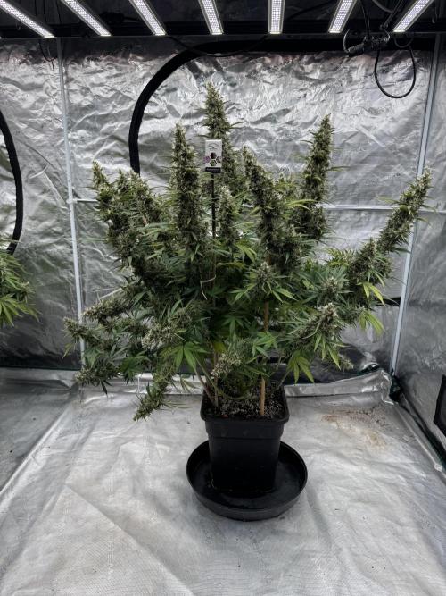 In a Galaxy far…🛸. Week 12